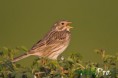 /album/galleria-foto-fotografia-naturalistica/mg-6410-1200px-1200px-jpg/